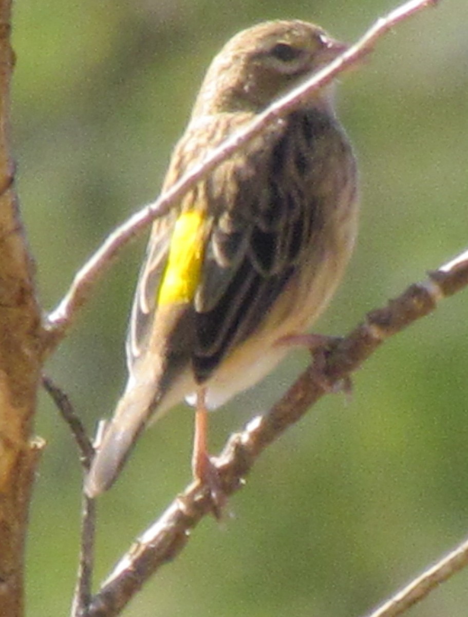 Yellow Bishop - ML638313608