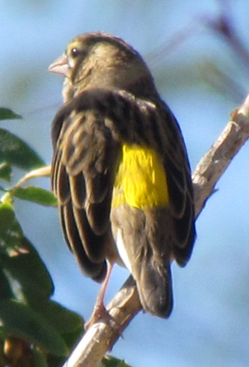 Yellow Bishop - ML638313609