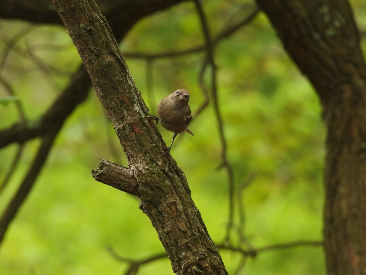 Pine Warbler - ML638313610