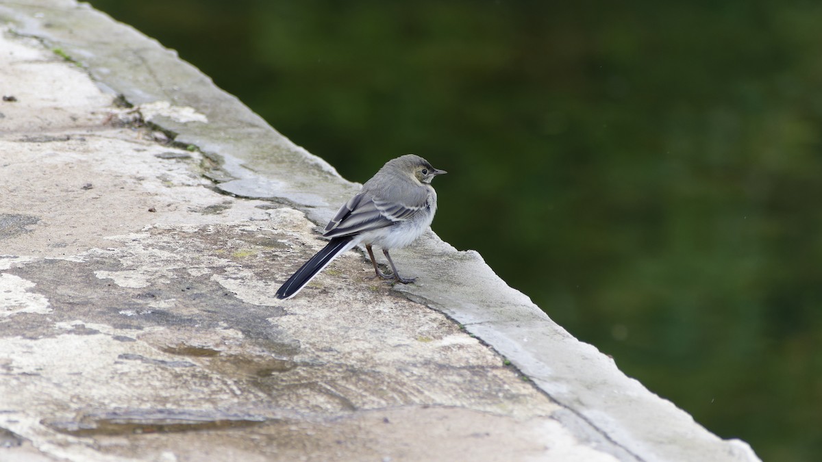 White Wagtail - ML638313611