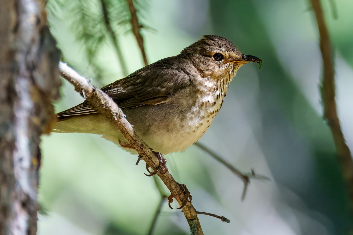Swainson's Thrush - ML638313613