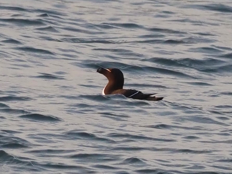 Razorbill - ML638313614