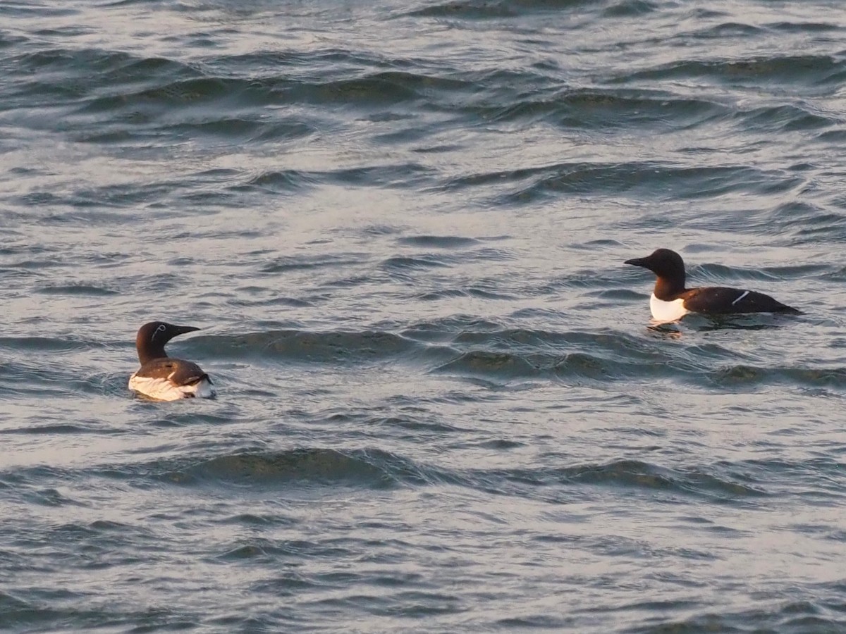 Common Murre - ML638313618