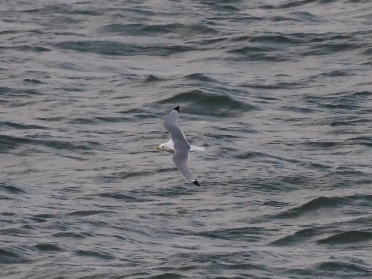 Black-legged Kittiwake - ML638313620