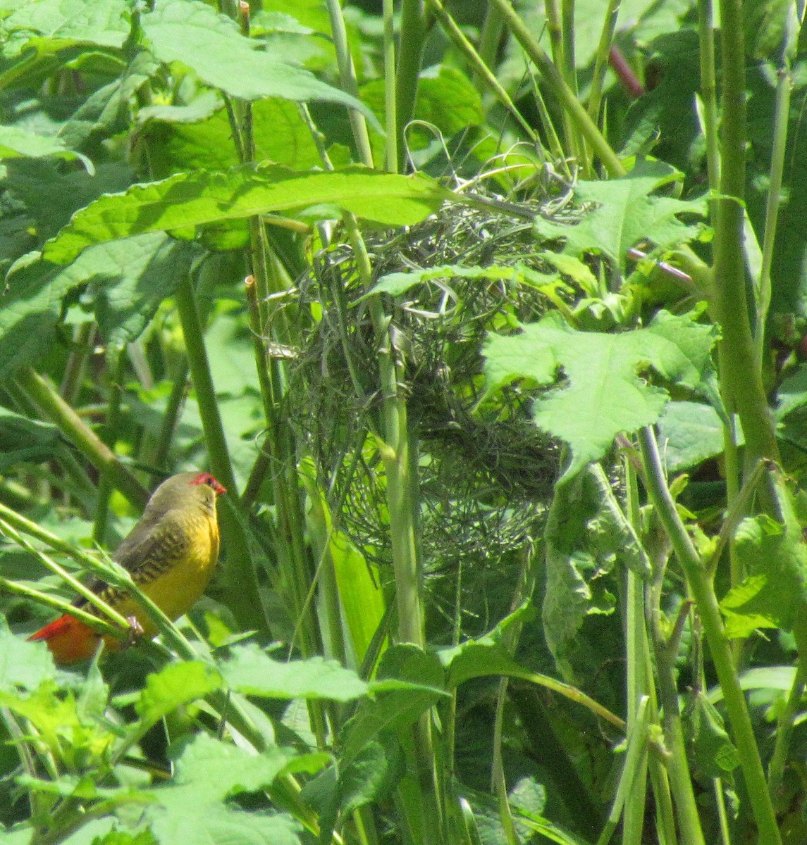 Zebra Waxbill - ML638313628