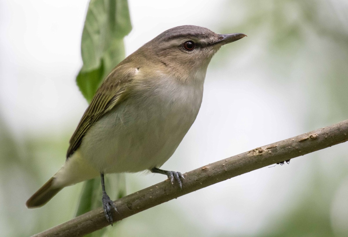 Rotaugenvireo - ML638313637