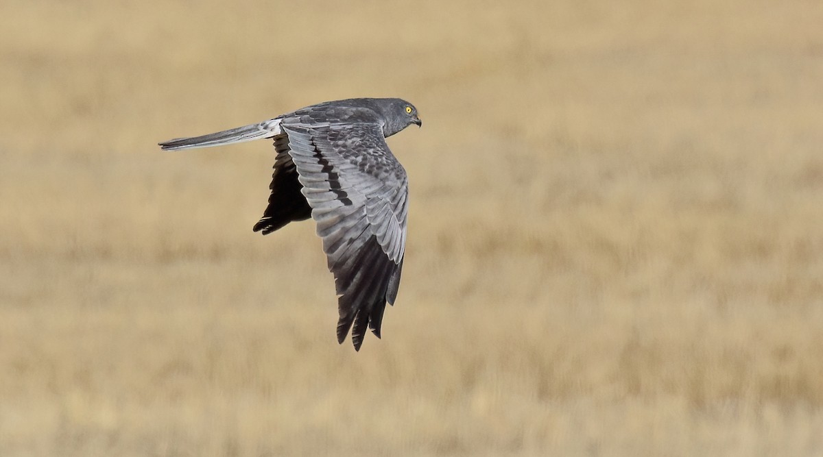 Montagu's Harrier - ML638313639