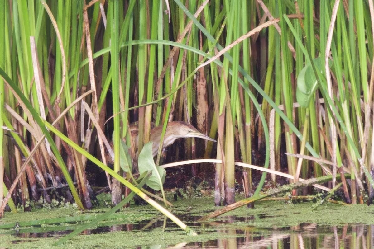 Least Bittern - ML638313641