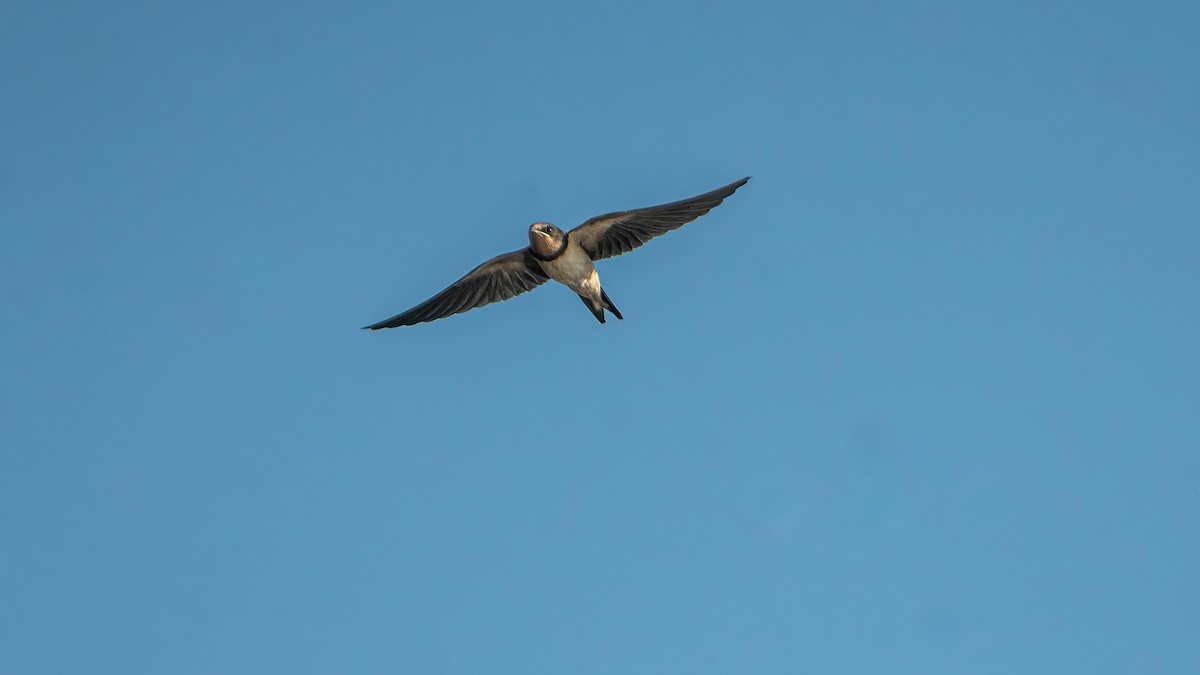 Barn Swallow - ML638313647