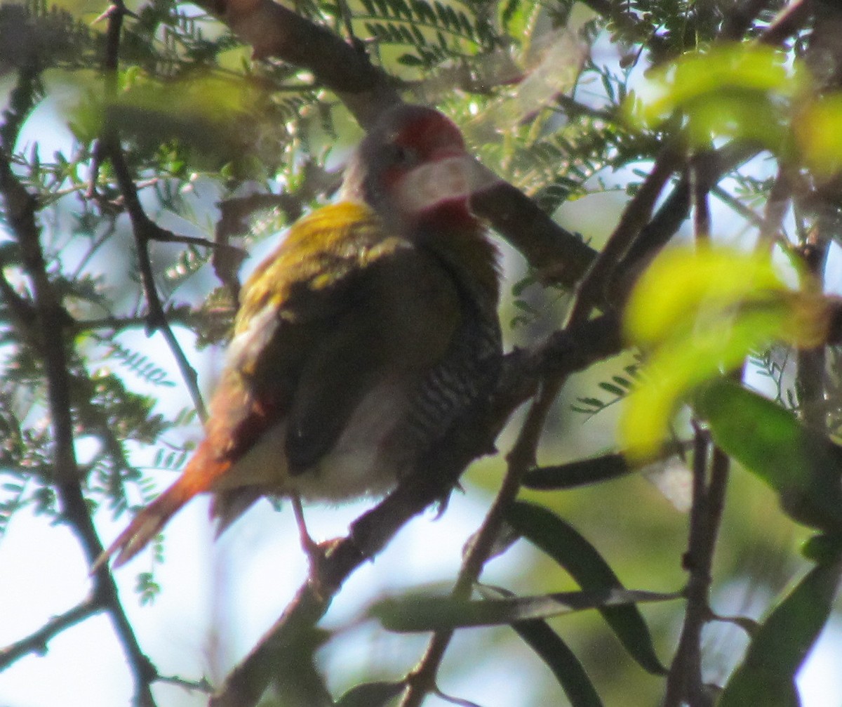 Green-winged Pytilia - ML638313650