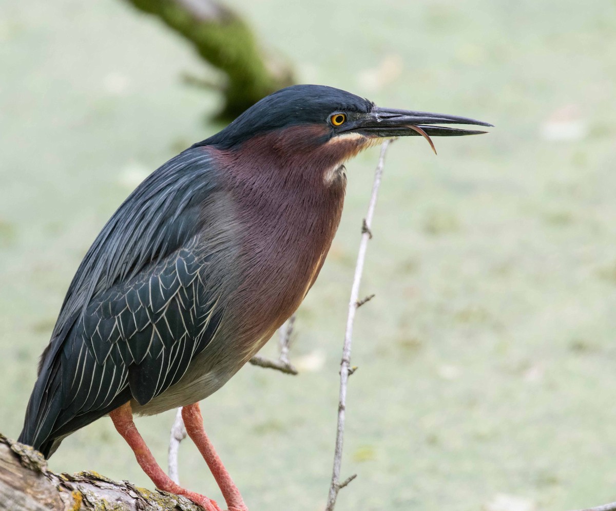 Green Heron - ML638313652