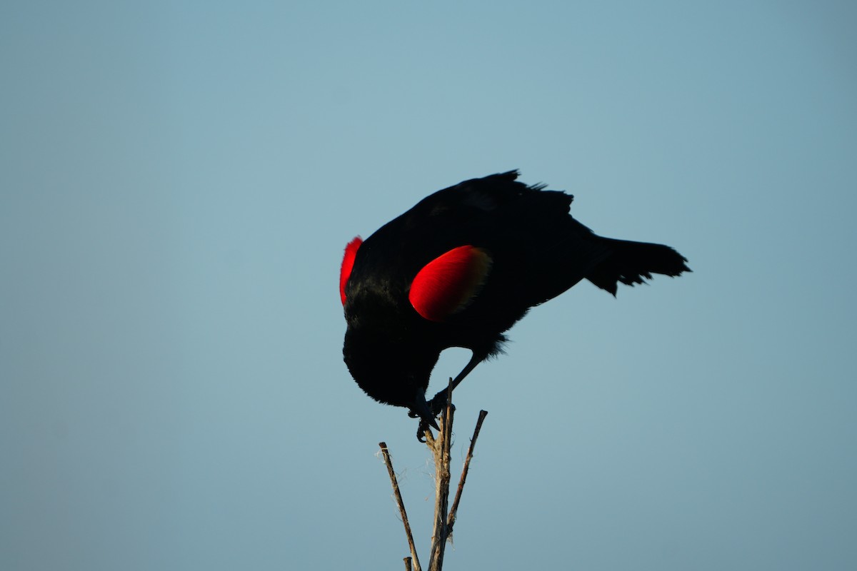 Red-winged Blackbird - ML638313655