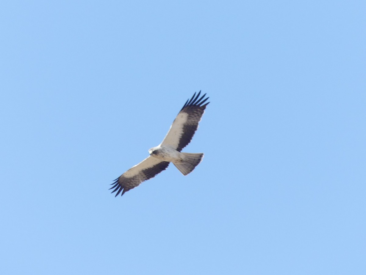Aigle botté - ML638313656