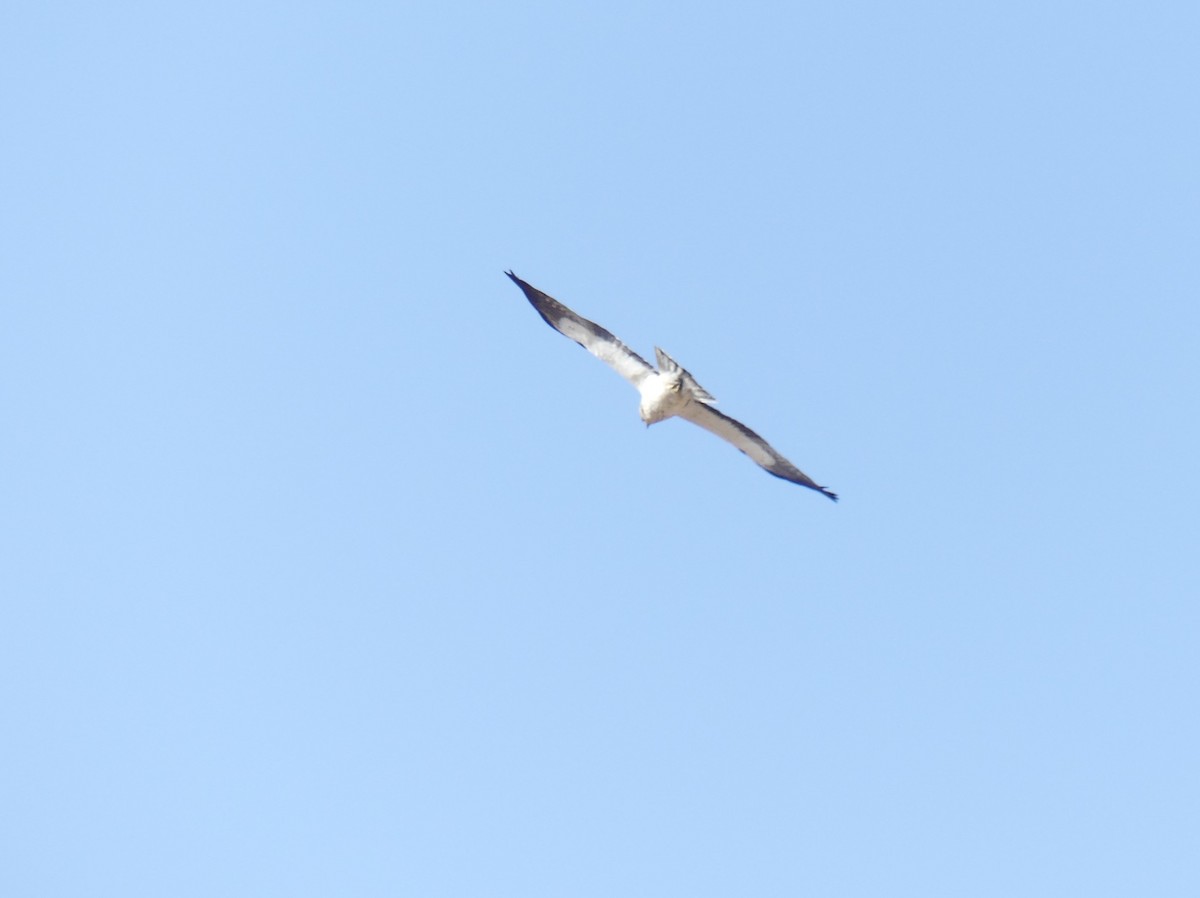Küçük Kartal - ML638313658