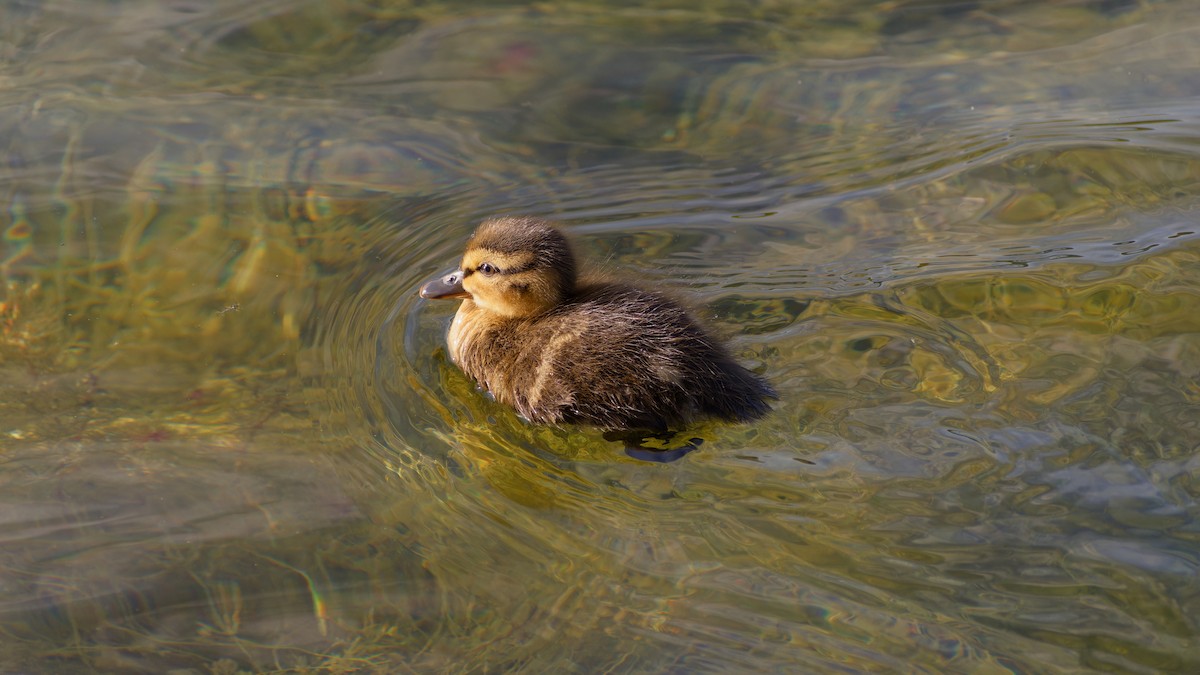 Mallard - ML638313666