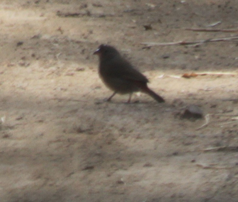 Red-billed Firefinch - ML638313668