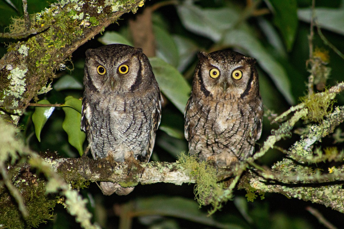 Tropical Screech-Owl - ML638313672