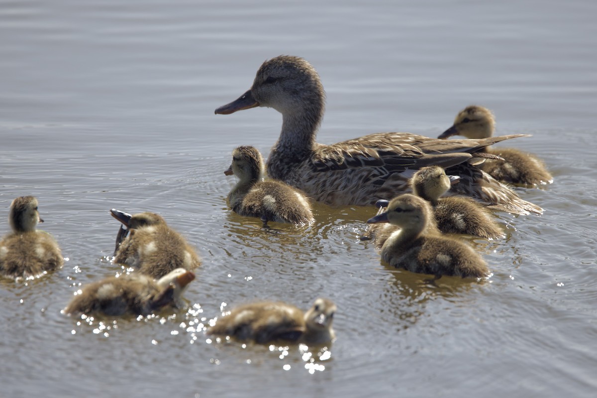 Gadwall - ML638313678