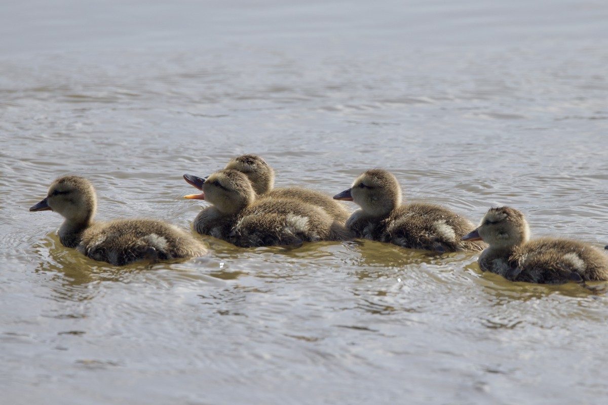 Gadwall - ML638313679