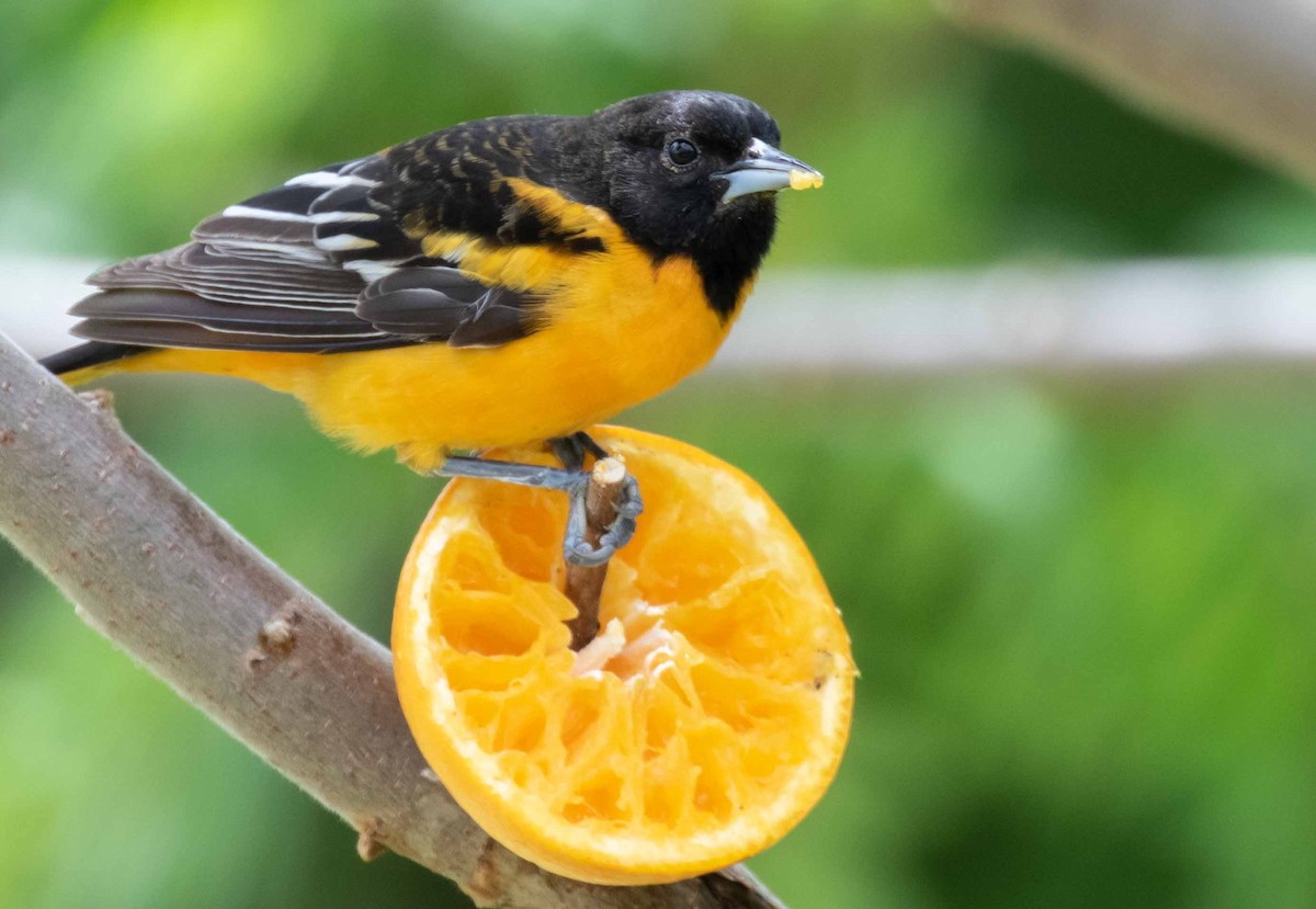 Baltimore Oriole - ML638313681