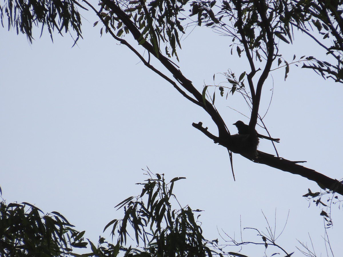 Drongo royal - ML638313692