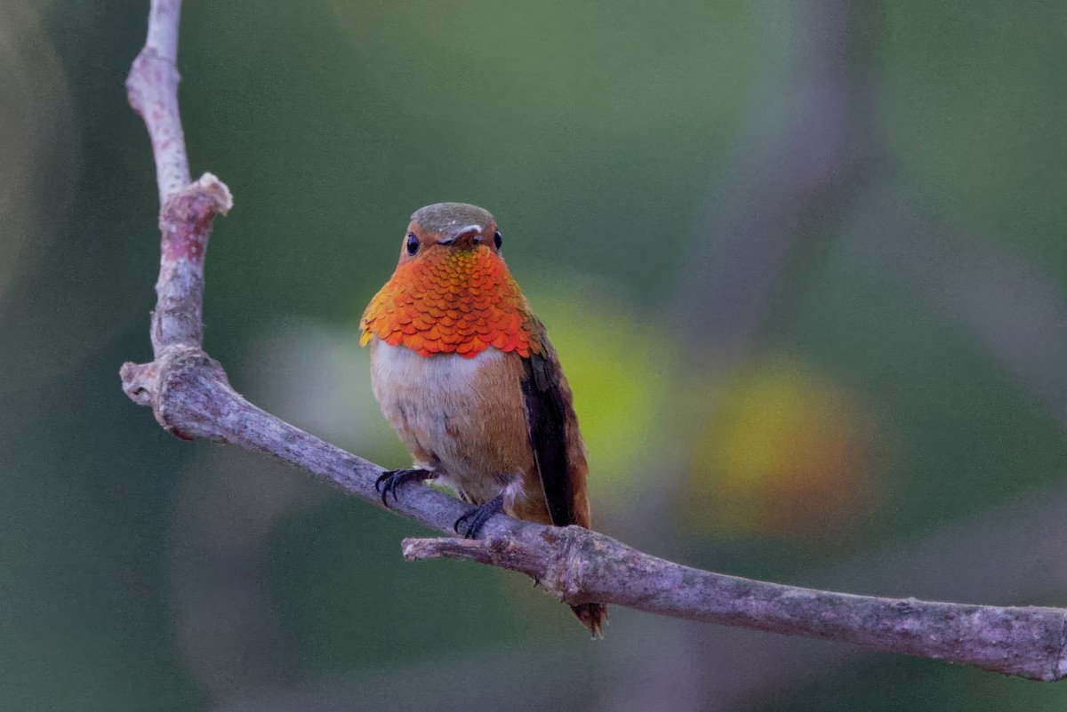 Allen's Hummingbird - ML638313696
