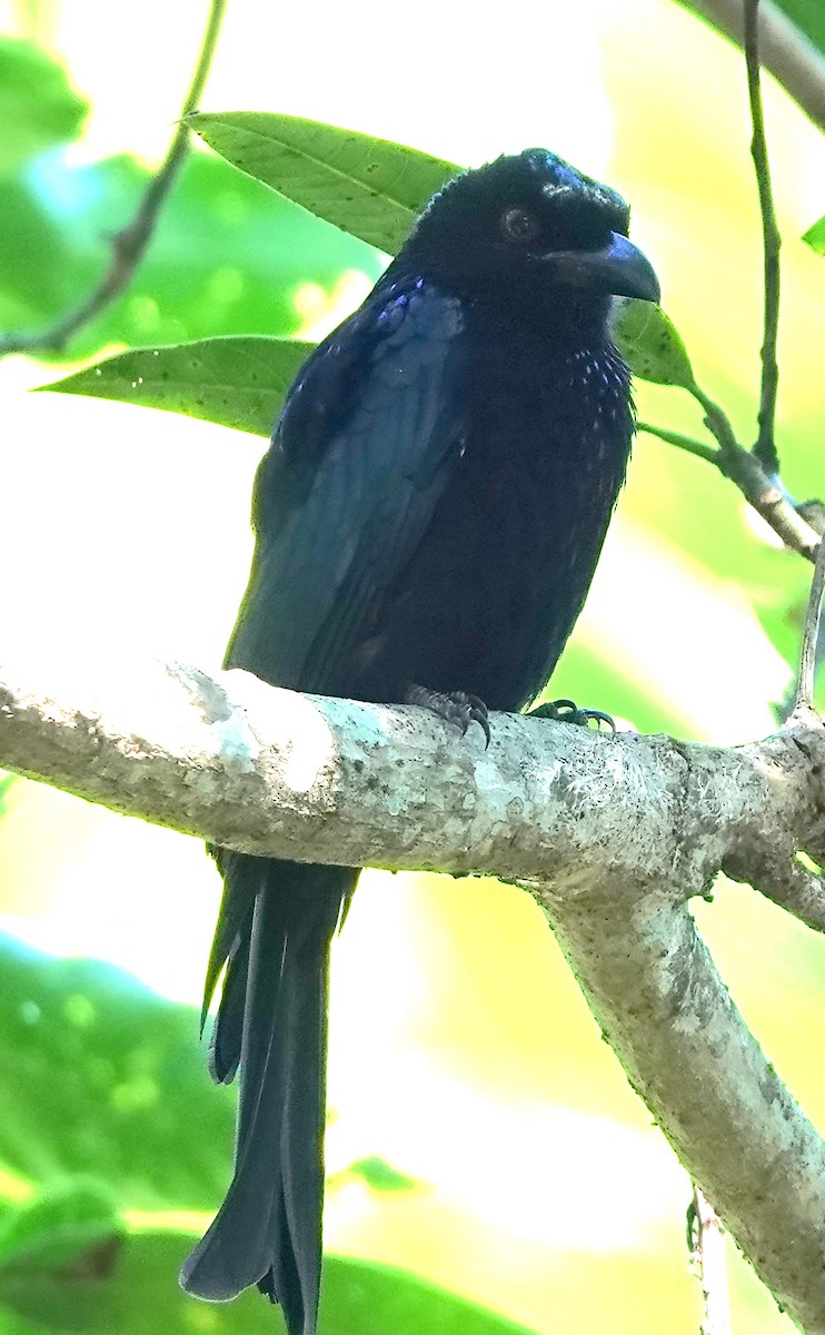 Drongo pailleté - ML638313700