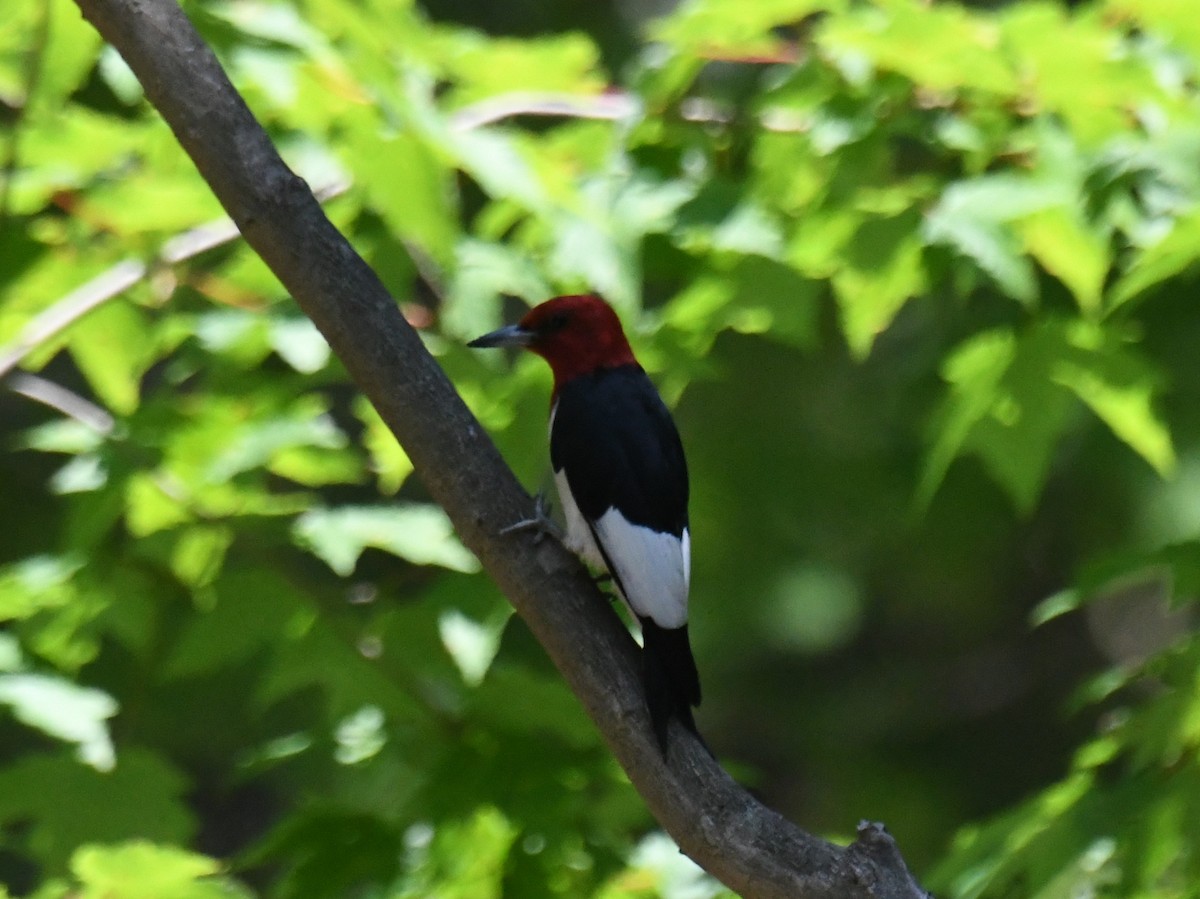 Pic à tête rouge - ML638313707