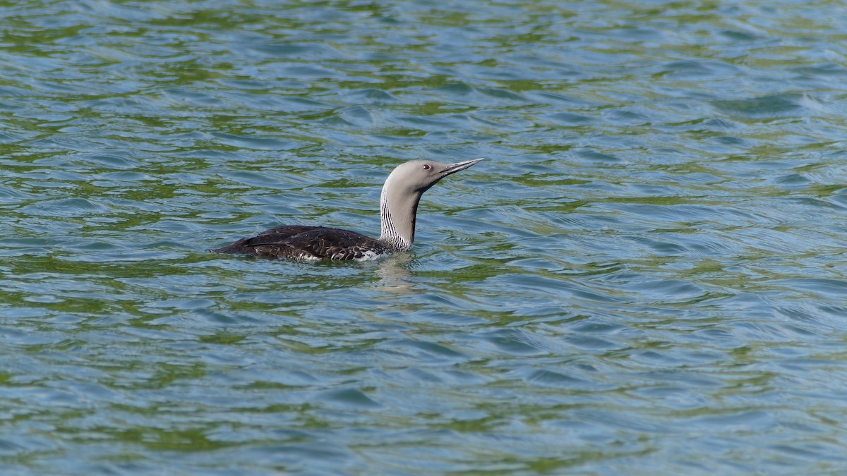 Plongeon catmarin - ML638313717