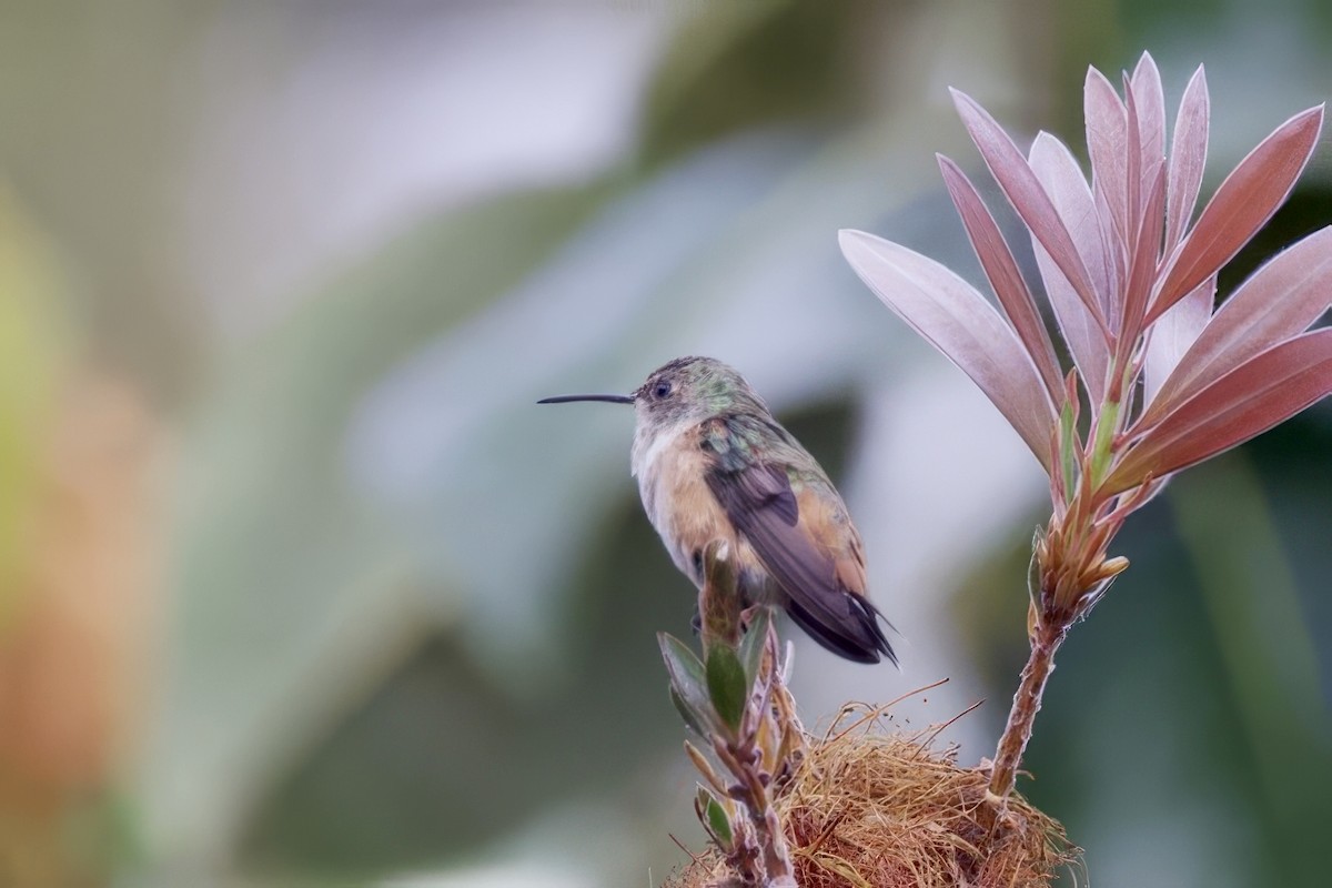Allen's Hummingbird - ML638313718