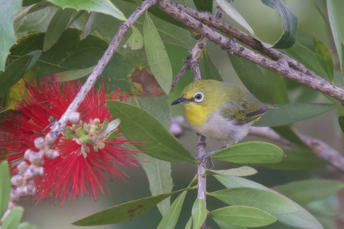 Swinhoe's White-eye - ML638313722