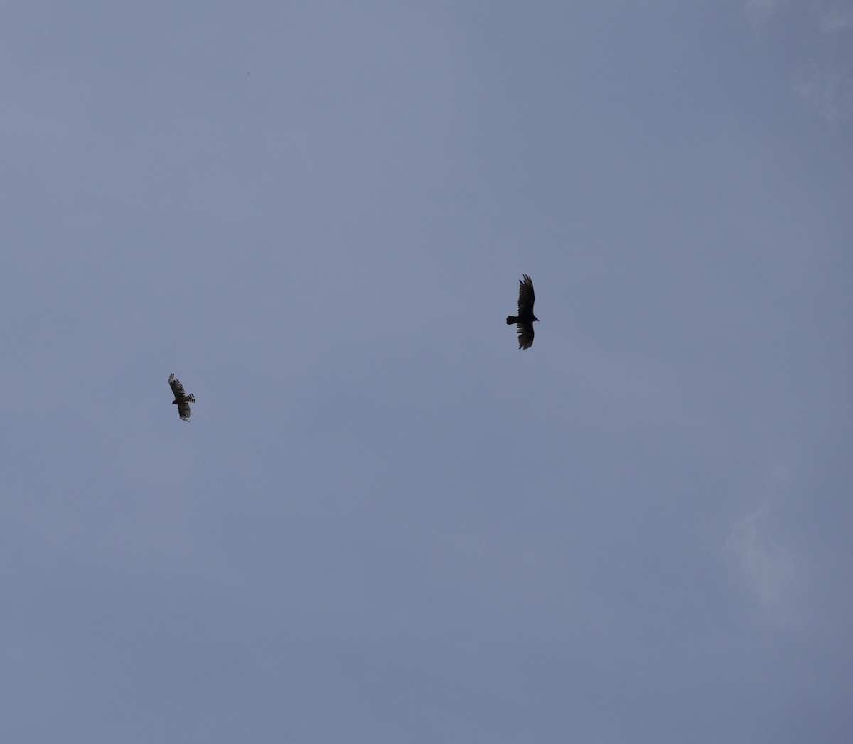 Turkey Vulture - ML638313731