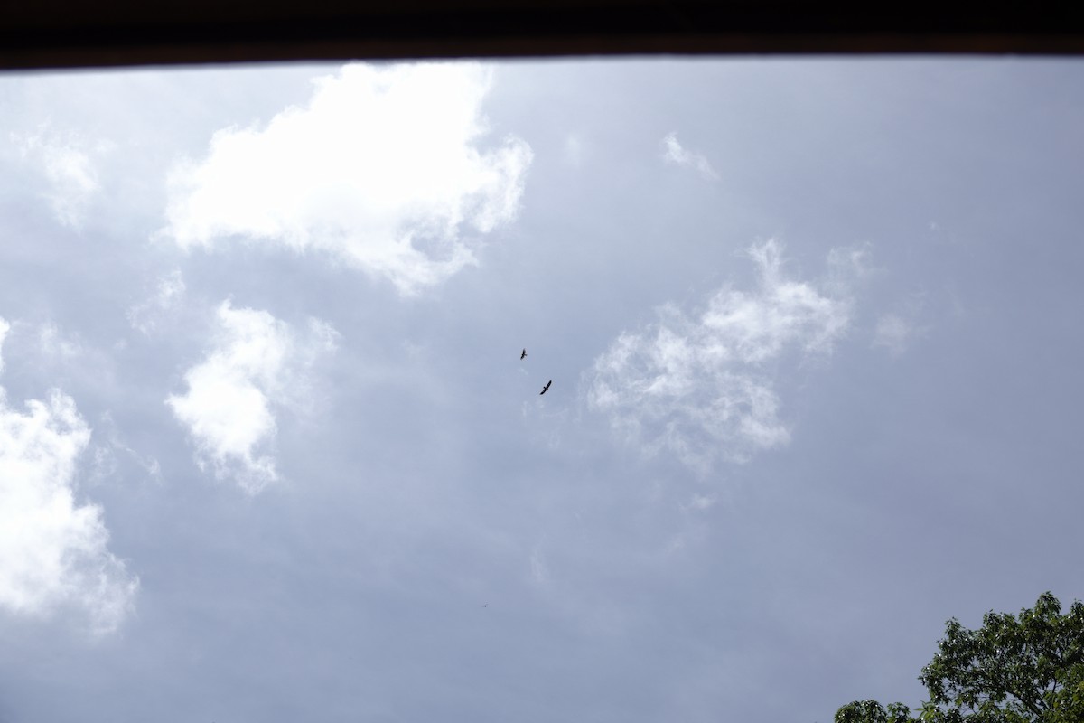Turkey Vulture - ML638313732