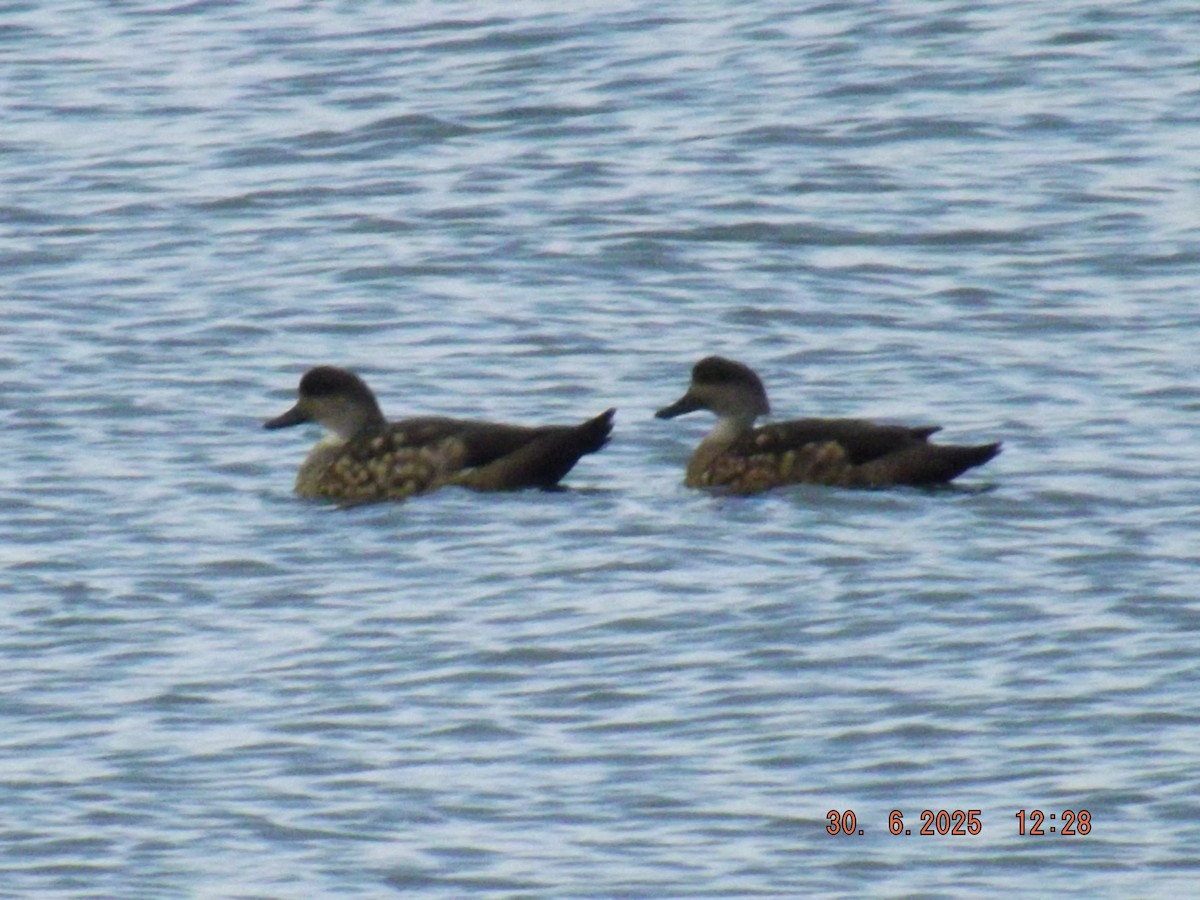 Crested Duck - ML638313735