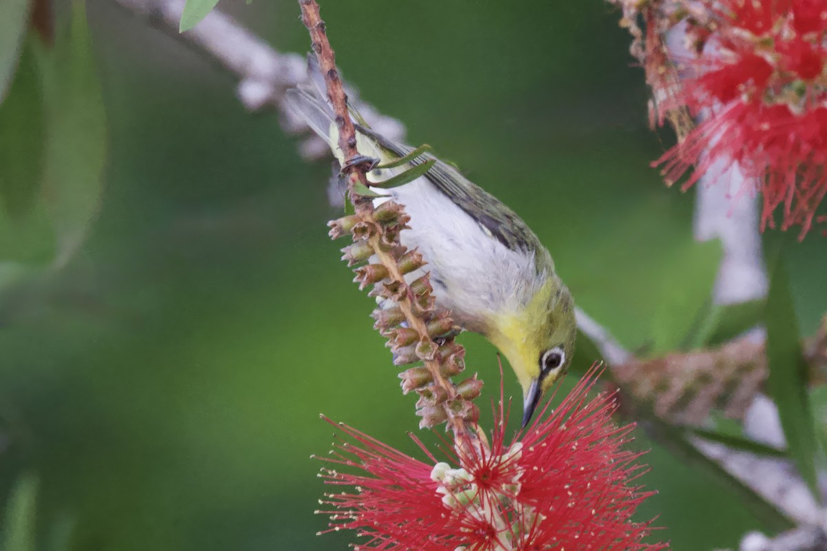Swinhoe's White-eye - ML638313739