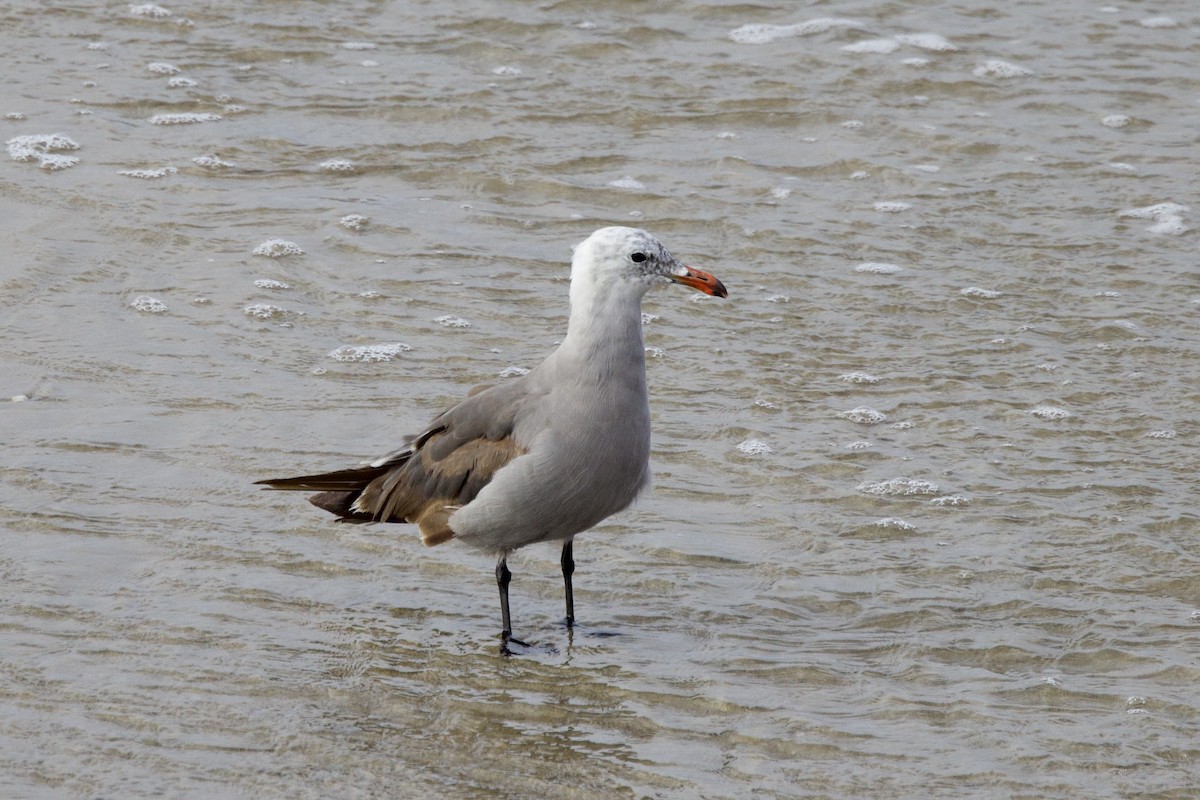 Heermann's Gull - ML638313755