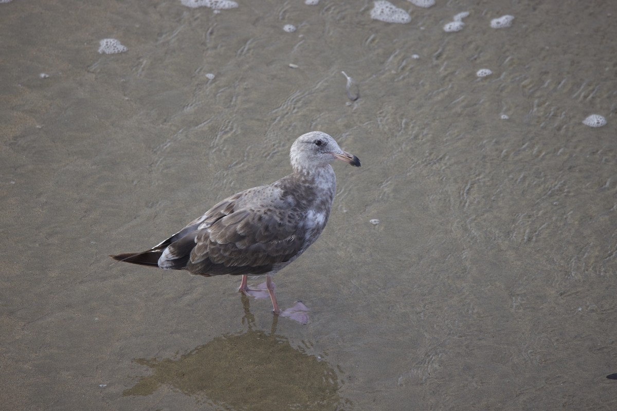 Western Gull - ML638313756