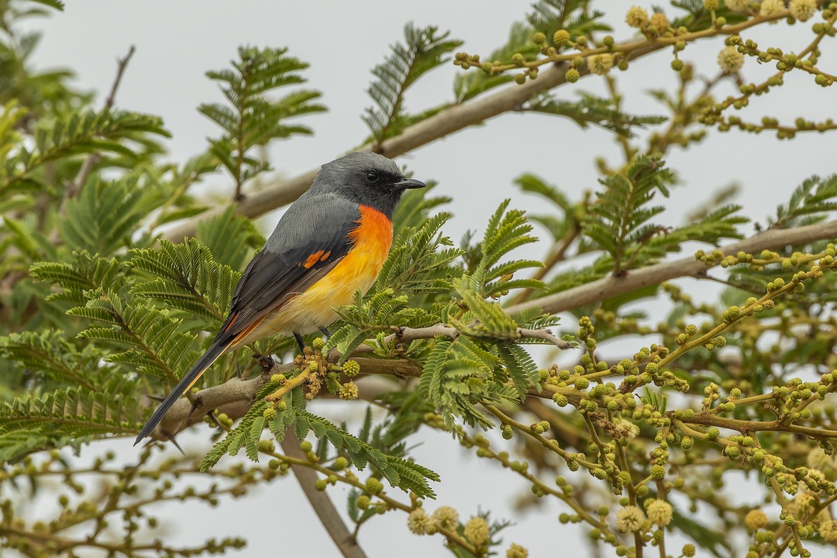 Small Minivet - ML638313767