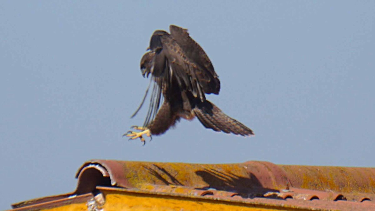 Buse variable - ML638313770