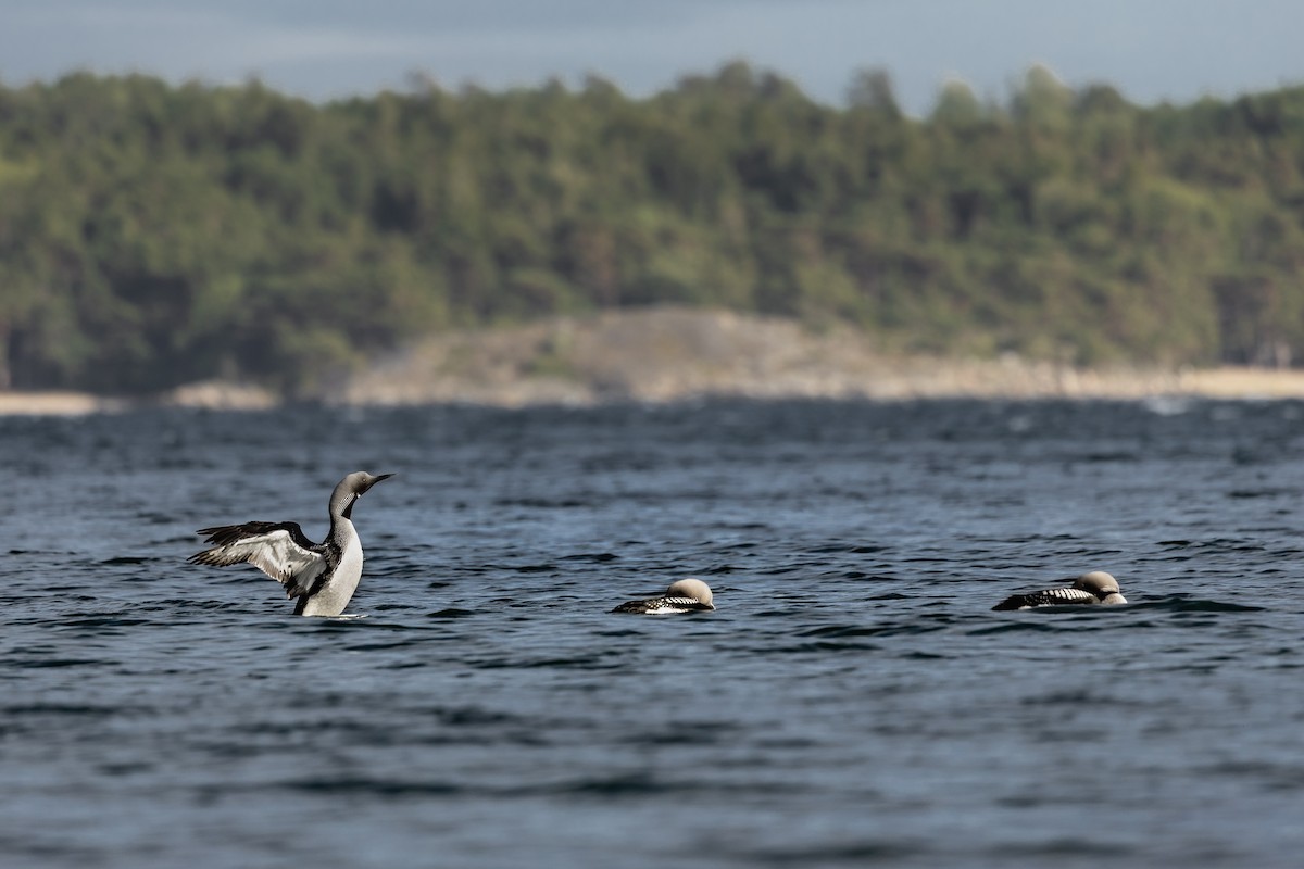 Arctic Loon - ML638313775