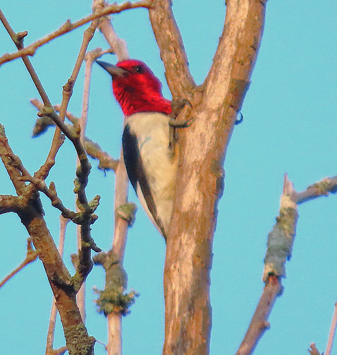 Red-headed Woodpecker - ML638313780
