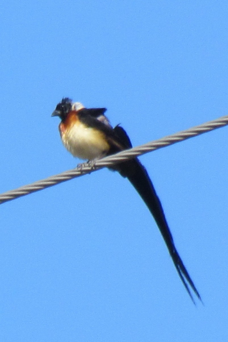 Eastern Paradise-Whydah - ML638313785