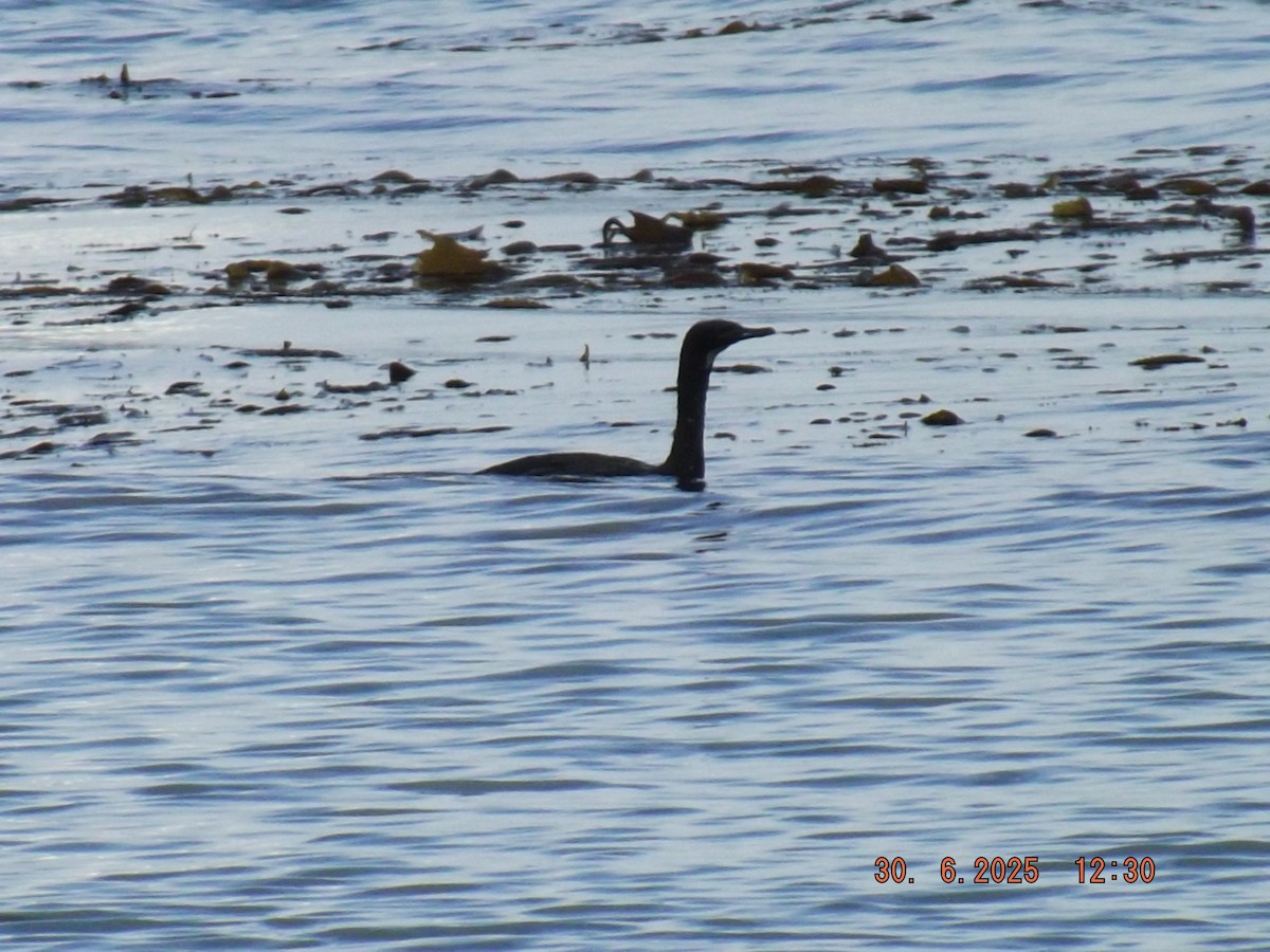 Neotropic Cormorant - ML638313789