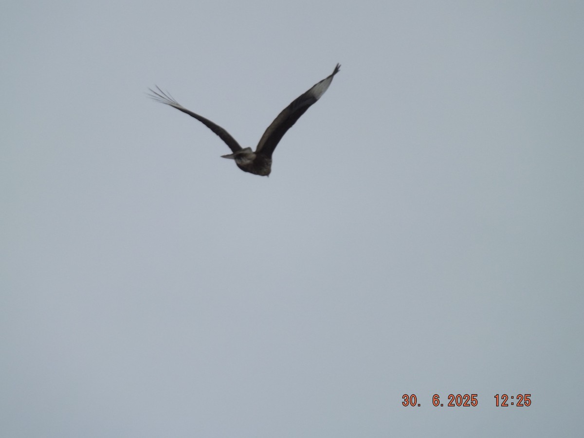 Crested Caracara - ML638313791