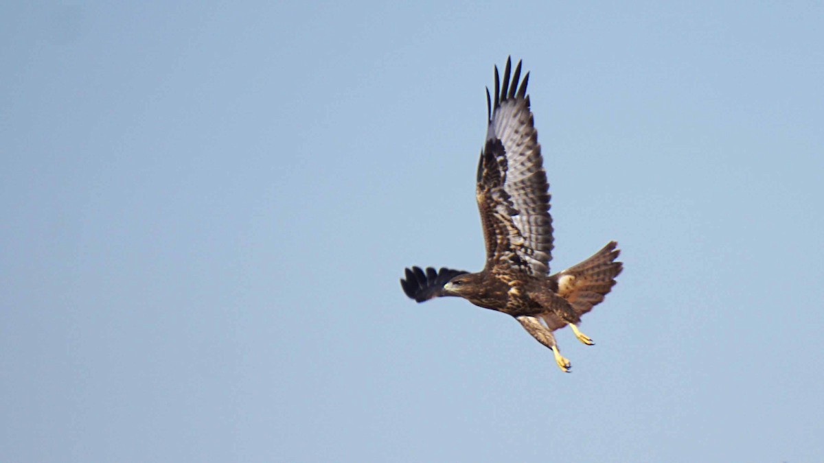 Buse variable - ML638313810