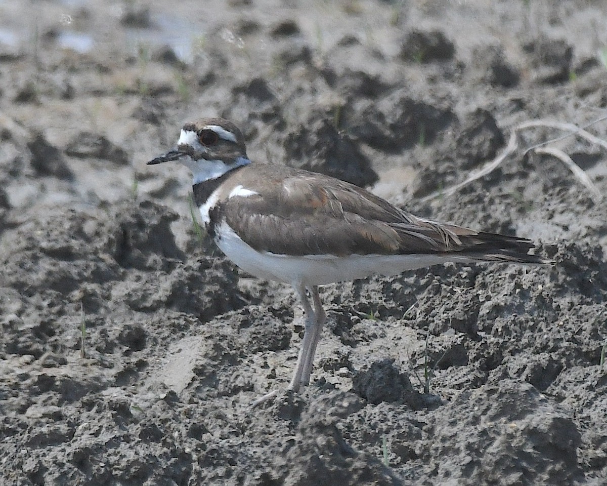 Killdeer - ML638313812