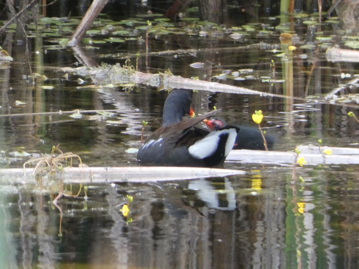 Common Gallinule - ML638313816