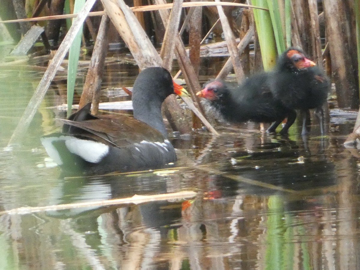 Gallinule d'Amérique - ML638313818