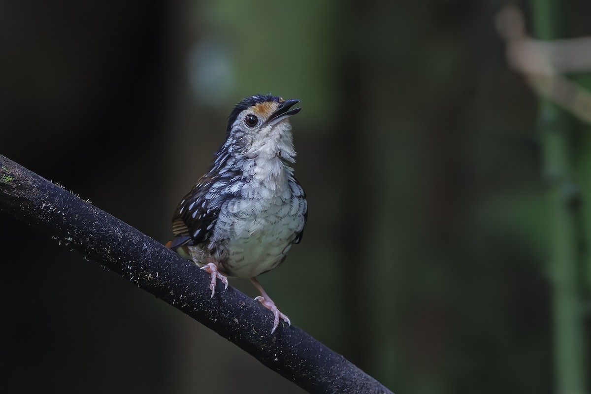 Striped Wren-Babbler - ML638313821