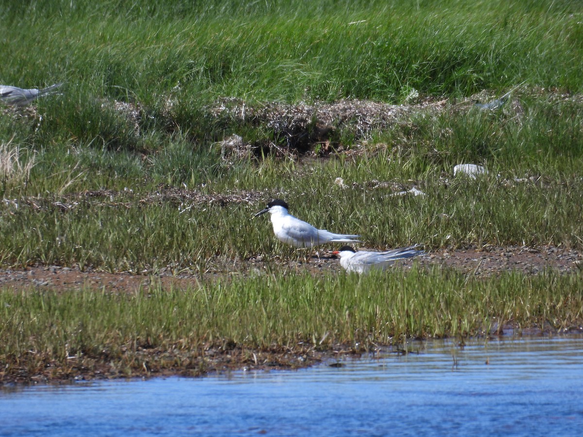 Sandwich Tern (Eurasian) - ML638313827